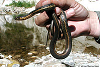 Two-striped Gartersnake