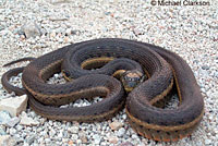 Two-striped Gartersnake