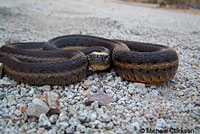 Two-striped Gartersnake