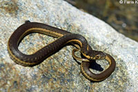 Two-striped Gartersnake