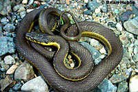 Two-striped Gartersnake