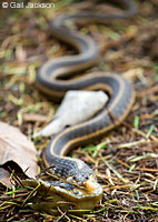 Coast Gartersnake