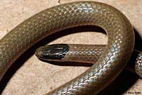 Smith's Black-headed Snake