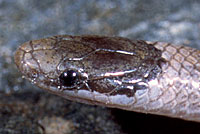 Smith's Black-headed Snake