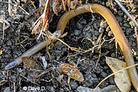 Smith's Black-headed Snake