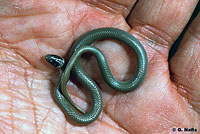 Smith's Black-headed Snake