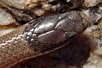 Smith's Black-headed Snake