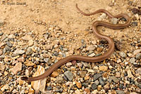 Smith's Black-headed Snake