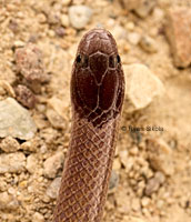 Smith's Black-headed Snake