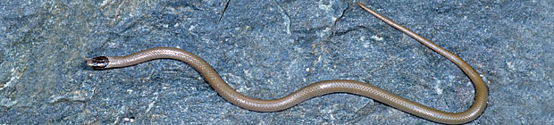 Smith's Black-headed Snake