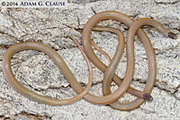 Smith's Black-headed Snake