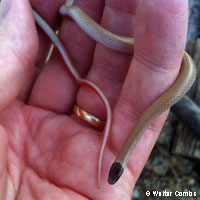 Smith's Black-headed Snake