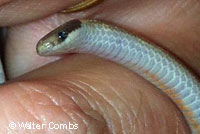 Smith's Black-headed Snake