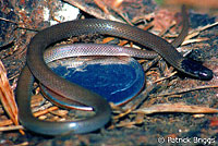 Smith's Black-headed Snake