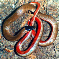 Smith's Black-headed Snake