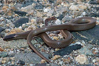 Smith's Black-headed Snake