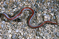 Smith's Black-headed Snake