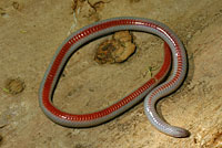 Smith's Black-headed Snake