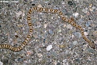 Sonoran Lyresnake