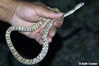 Sonoran Lyresnake