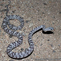 California Lyresnake