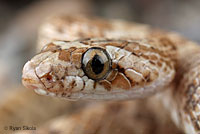 California Lyresnake