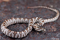 California Lyresnake