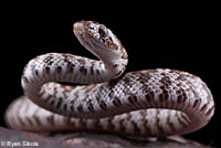 California Lyresnake