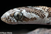 California Lyresnake