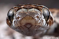 California Lyresnake