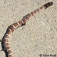 California Lyresnake