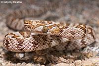 California Lyresnake