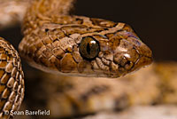 California Lyresnake