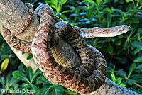 California Lyresnake