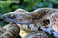 California Lyresnake