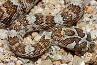 California Lyresnake