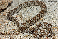 California Lyresnake