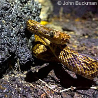 California Lyresnake