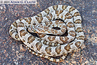 California Lyresnake