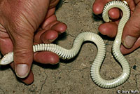 Marcy's Checkered Gartersnake