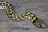 Marcy's Checkered Gartersnake