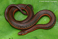 Northwestern Gartersnake