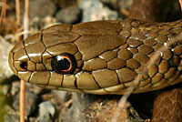 Northwestern Gartersnake