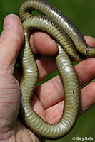 Northwestern Gartersnake