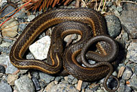 Northwestern Gartersnake