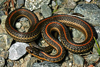 Northwestern Gartersnake