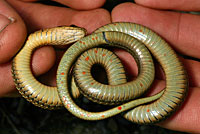 Northwestern Gartersnake