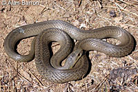 Northwestern Gartersnake