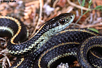 Northwestern Gartersnake