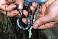 Northwestern Gartersnake